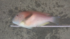 イラの釣果
