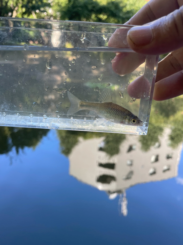 クチボソの釣果