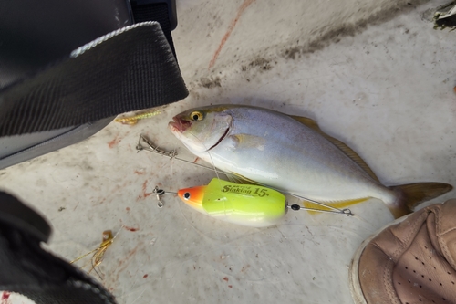 ショゴの釣果