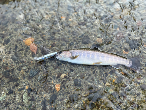 イワナの釣果