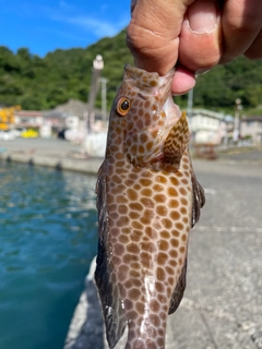 オオモンハタの釣果