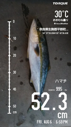 ハマチの釣果