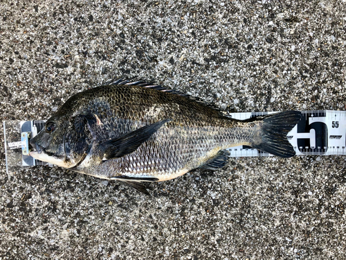 クロダイの釣果