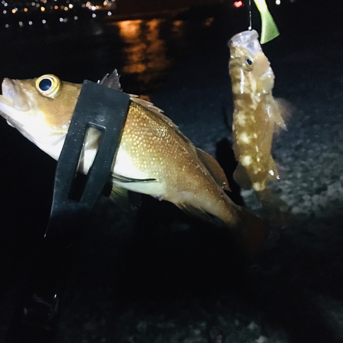 エゾメバルの釣果