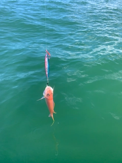 イトヨリダイの釣果