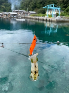 モイカの釣果