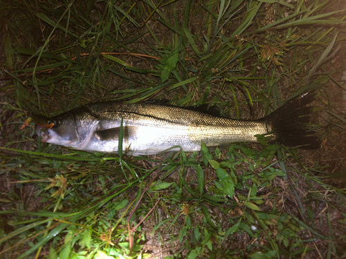 シーバスの釣果