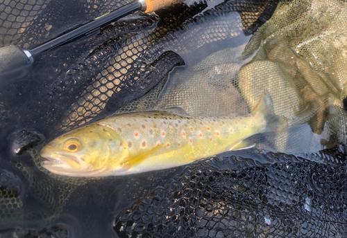 ブラウントラウトの釣果