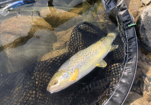 ブラウントラウトの釣果