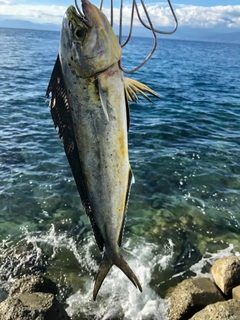 シイラの釣果