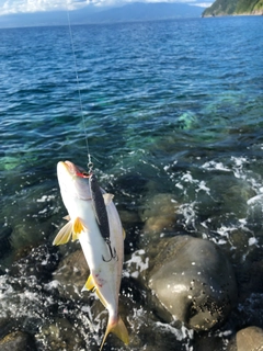 カンパチの釣果