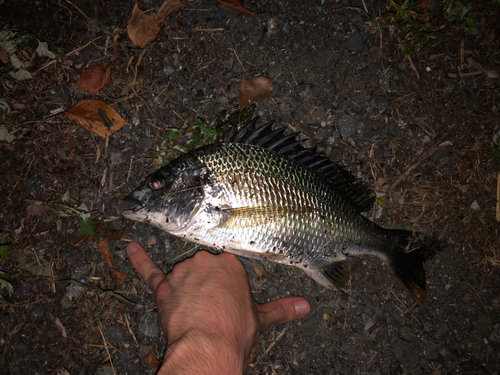 クロダイの釣果