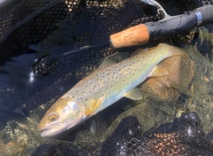 ブラウントラウトの釣果