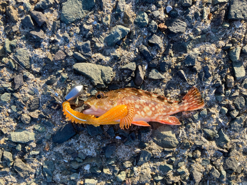 アラカブの釣果