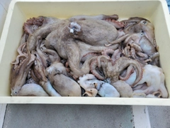 タコの釣果