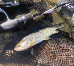 ブラウントラウトの釣果