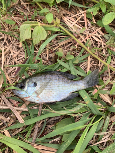 ブルーギルの釣果