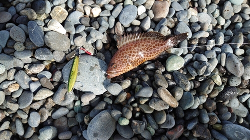 オオモンハタの釣果