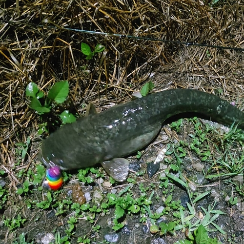 ナマズの釣果