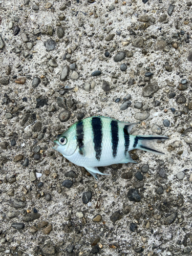 ロクセンスズメダイの釣果