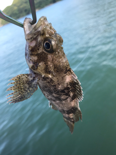 ムラソイの釣果