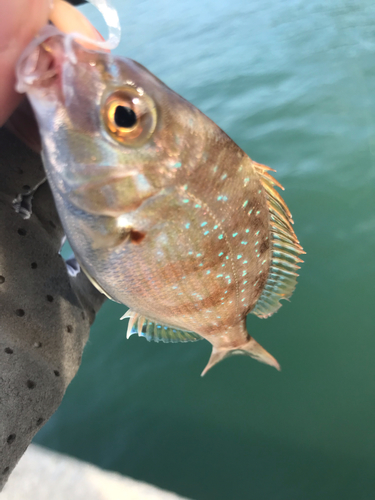 チャリコの釣果