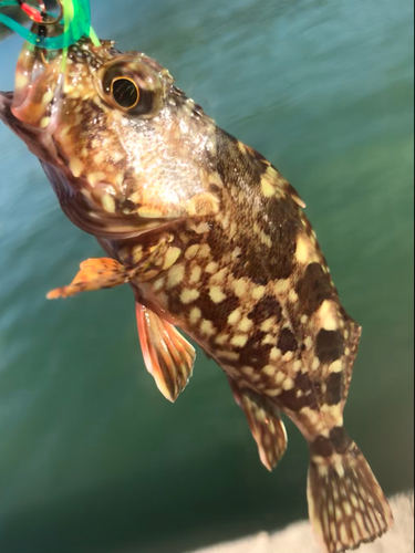 カサゴの釣果