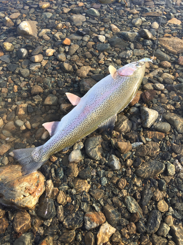 レインボートラウトの釣果