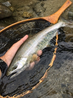 ヤマメの釣果