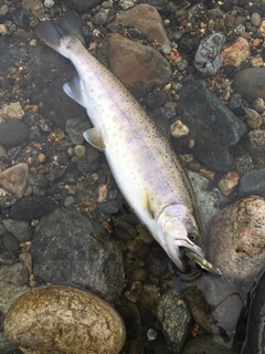 ヤマメの釣果