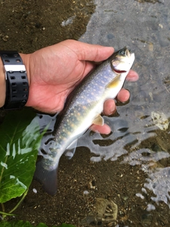 ニッコウイワナの釣果