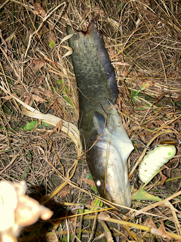 マナマズの釣果