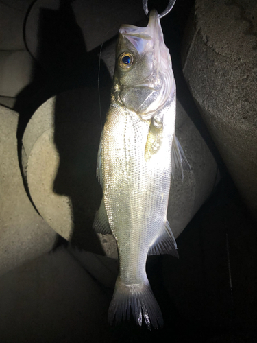 ヒラスズキの釣果