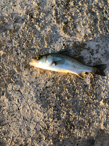 セイゴ（タイリクスズキ）の釣果