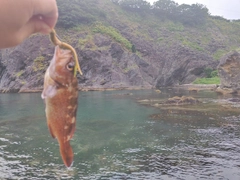 エゾメバルの釣果