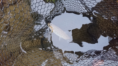 イワナの釣果