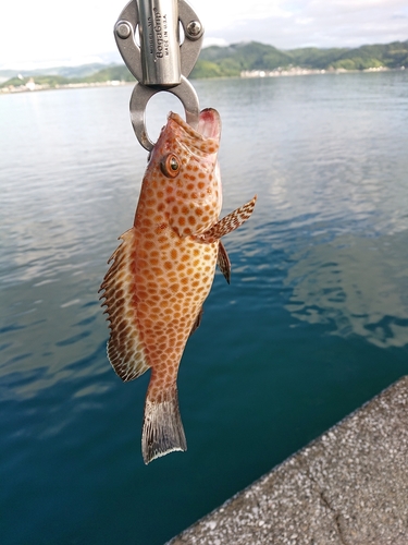 オオモンハタの釣果