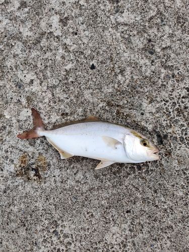 ショゴの釣果