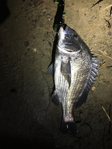 ニゴイの釣果