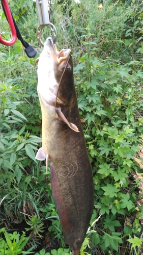 ナマズの釣果