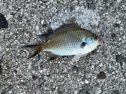 スズメダイの釣果