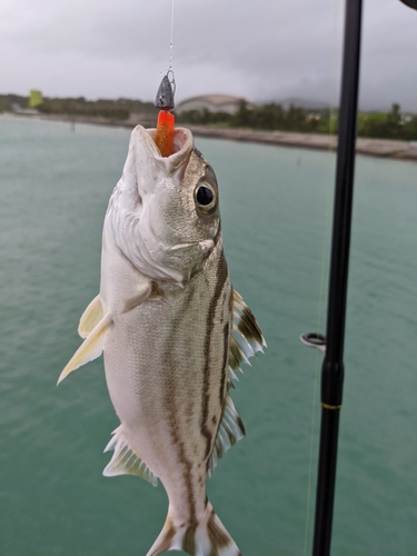 コトヒキの釣果