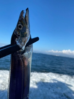 タチウオの釣果
