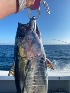 キメジの釣果