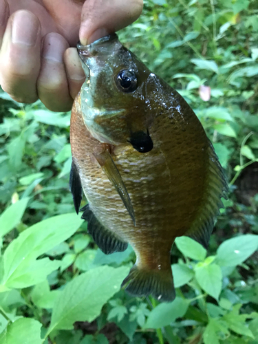 ブルーギルの釣果