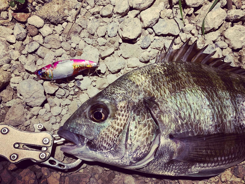 クロダイの釣果