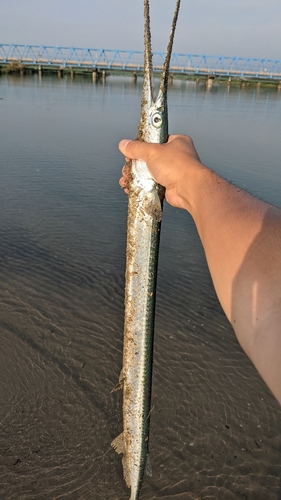 ダツの釣果