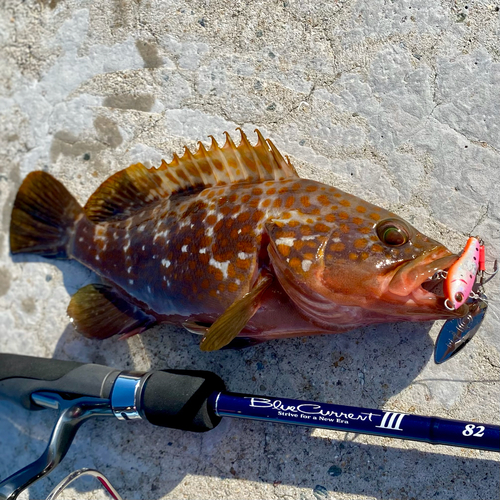 アコウの釣果