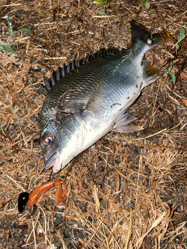 キビレの釣果