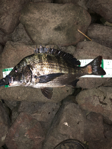 クロダイの釣果